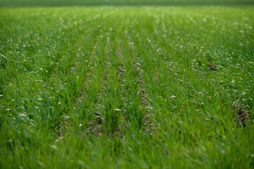Agricultural field with young green wheat