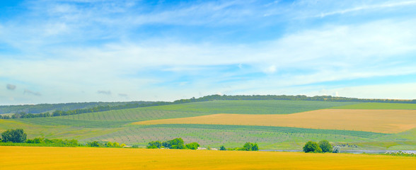 Fototapeta na wymiar Field and blue sky. Agricultural landscape. Wide photo .