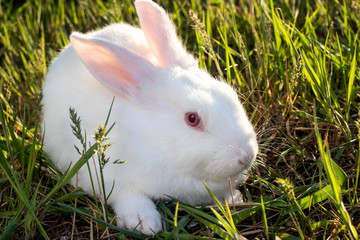 The Pannon White rabbit sits on the green grass. Meat large broiler bunny.