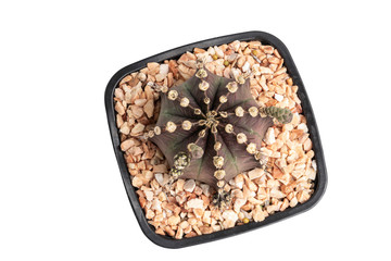 Top view Gymnocalycium mihanovichii cactus in black pot isolate on white background with clipping path.Ruby Ball,Red Cap,Red Hibotan or Hibotan cacti.
