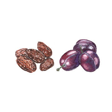 Watercolor illustration of dates and plums on a white background