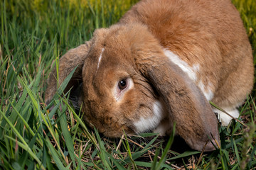 A French Lop rabbit sits on the green grass. Adult, fluffy, brown domestic rabbit.