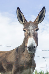 Naklejka na ściany i meble Donkey looking at the camera. The look of a gullible animal. Muzzle burro full face close up. Contact Zoo. Communication with nature and animals. Wild life in the lap of nature.
