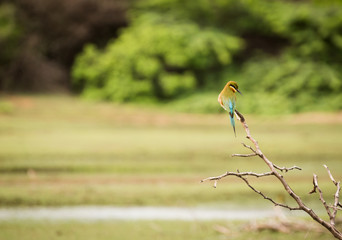 the great green bee eater at point calimere