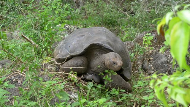 Giant Galapagos turtle eating leaves