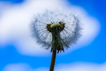 Fototapeta premium Dandelion seeds in the morning sunlight blowing away in the wind across a clear blue sky