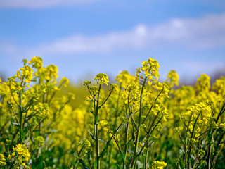 blooming rapeseed, arable field, agriculture