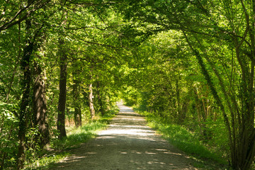 Frühlingshafte Rheinauen bei Daubensand im Elsass