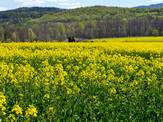 Obraz premium blooming rapeseed, arable field, agriculture