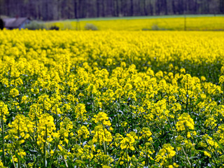 blooming rapeseed, arable field, agriculture