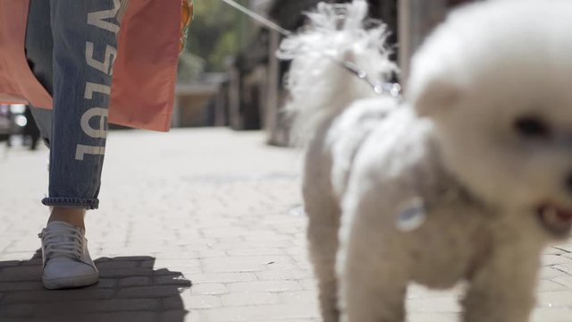 Girl walking outdoors with dog during pandemic of COVID-19