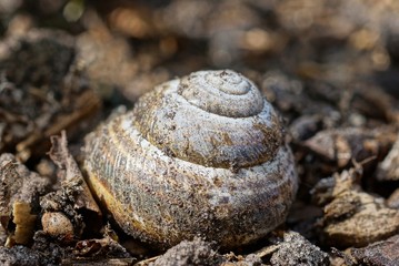 one gray big dirty snail on earth in nature
