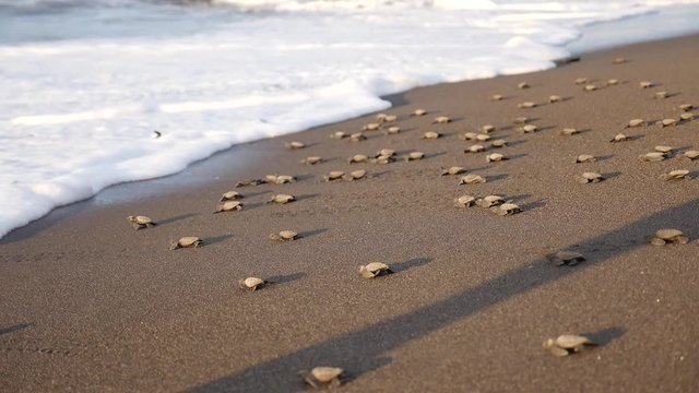 Mini turtle gets freedom by walking on a sandy beach in Guatemala