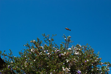 blue sky and Bird