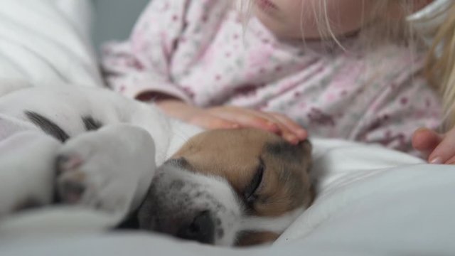 A little girl strokes a sleeping beagle puppy in the morning in bed.