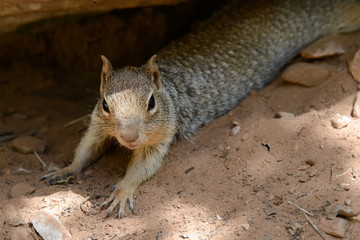 Eichhörnchen