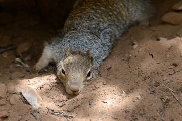 Obraz premium Eichhörnchen