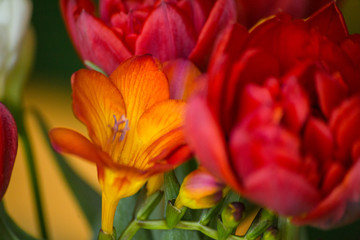 Bukiet tulipanów i frezji