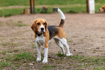 one beagle dog in a collar with a raised tail is standing on the street - obrazy, fototapety, plakaty