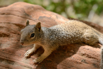 Eichhörnchen