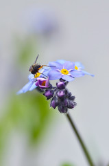 Insect