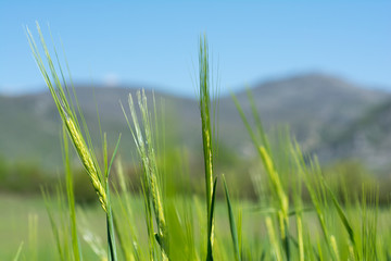 Close-up view of small wheat plants in April