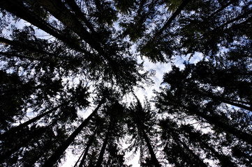 Obraz premium trees in the sky