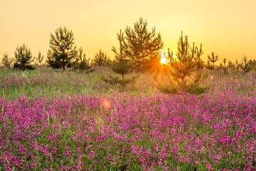 amazing spring landscape with  flowering purple flowers in meadow and sunrise. wild scenery with blurred foreground 