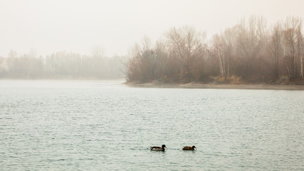 Enten am See