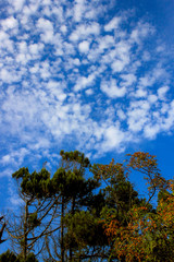 Obraz premium summer landscape with blue sky and white clouds on a Sunny day with space for text