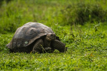 Galapagos giant tortoise in the wild