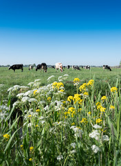 black and white cows in green grassy meadow near spring flowers under blue sky in holland