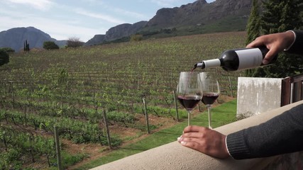 A striking lockdown of a man pouring red wine into two glasses in front of long rows of trellised grape vines and distant hills - Cape Town, South Africa - Powered by Adobe