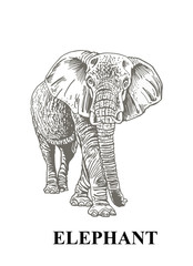 Fototapeta na wymiar Graphical grey elephant isolated on white background, vector illustration