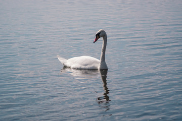 Fototapeta na wymiar lonely white Swan, wild bird, Swan lake