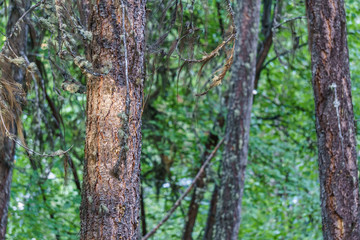 Obraz premium Close up of the tree trunk with sun light on green background.