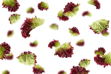 Falling Red salad, lettuce leaf, lollo rosso, isolated on white background, selective focus