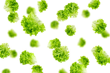 Falling salad, lettuce leaf, isolated on white background, selective focus - obrazy, fototapety, plakaty