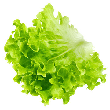 salad, lettuce leaf, isolated on white background, clipping path, full depth of field