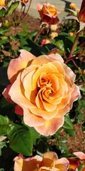 orange rose in garden