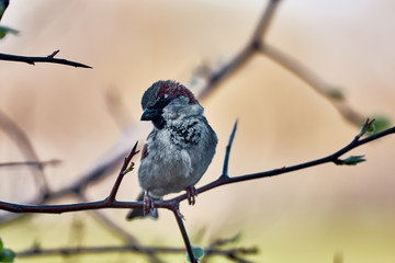 A little sparrow sits on a branch, spring morning. beautiful bokeh. looks in the camera