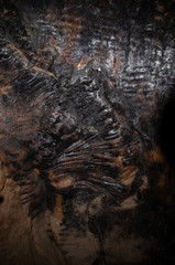 Redwood Tree Burnt Inside