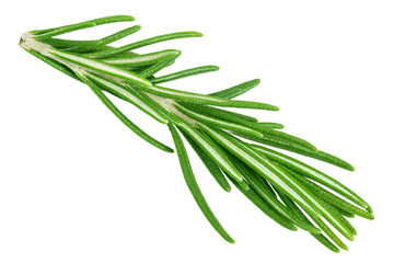 Fototapeta premium rosemary isolated on white background, clipping path, full depth of field