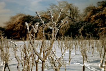 branches of bushes in the ice