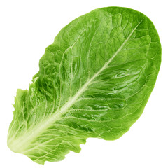 Romain Lettuce leaf isolated on white background, clipping path, full depth of field