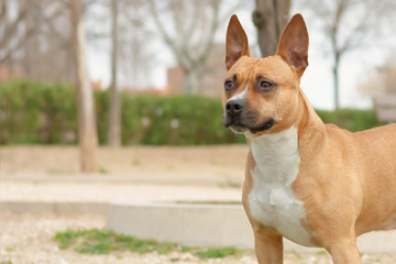 Perro en el parque