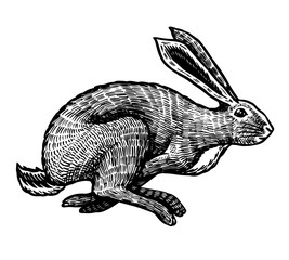 Wild hare or rabbit is jumping. Cute Bunny or coney runs away. Hand drawn engraved old sketch for T-shirt, tattoo or label or poster. Animal is running. Vector illustration. © artbalitskiy