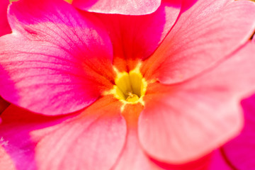 Closeup macro red pink yellow primrose flowers background