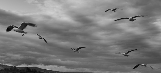 flock of birds