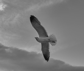 seabird on the sea